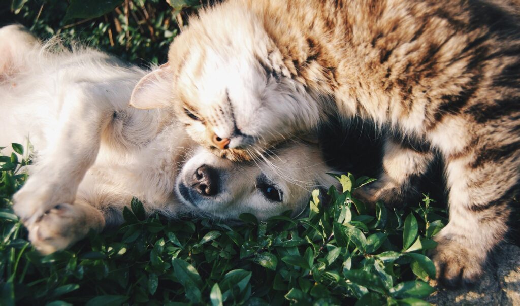 A fluffy brown cat lovingly rubs its head against a light-colored dog, both appearing relaxed and content on green grass—like the perfect Elementor pairing of warmth and harmony. alwaysagift.co.uk